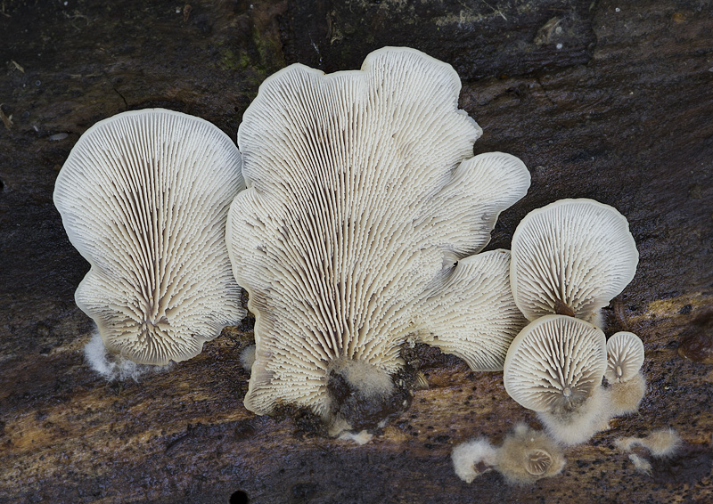 Lentinellus ursinus